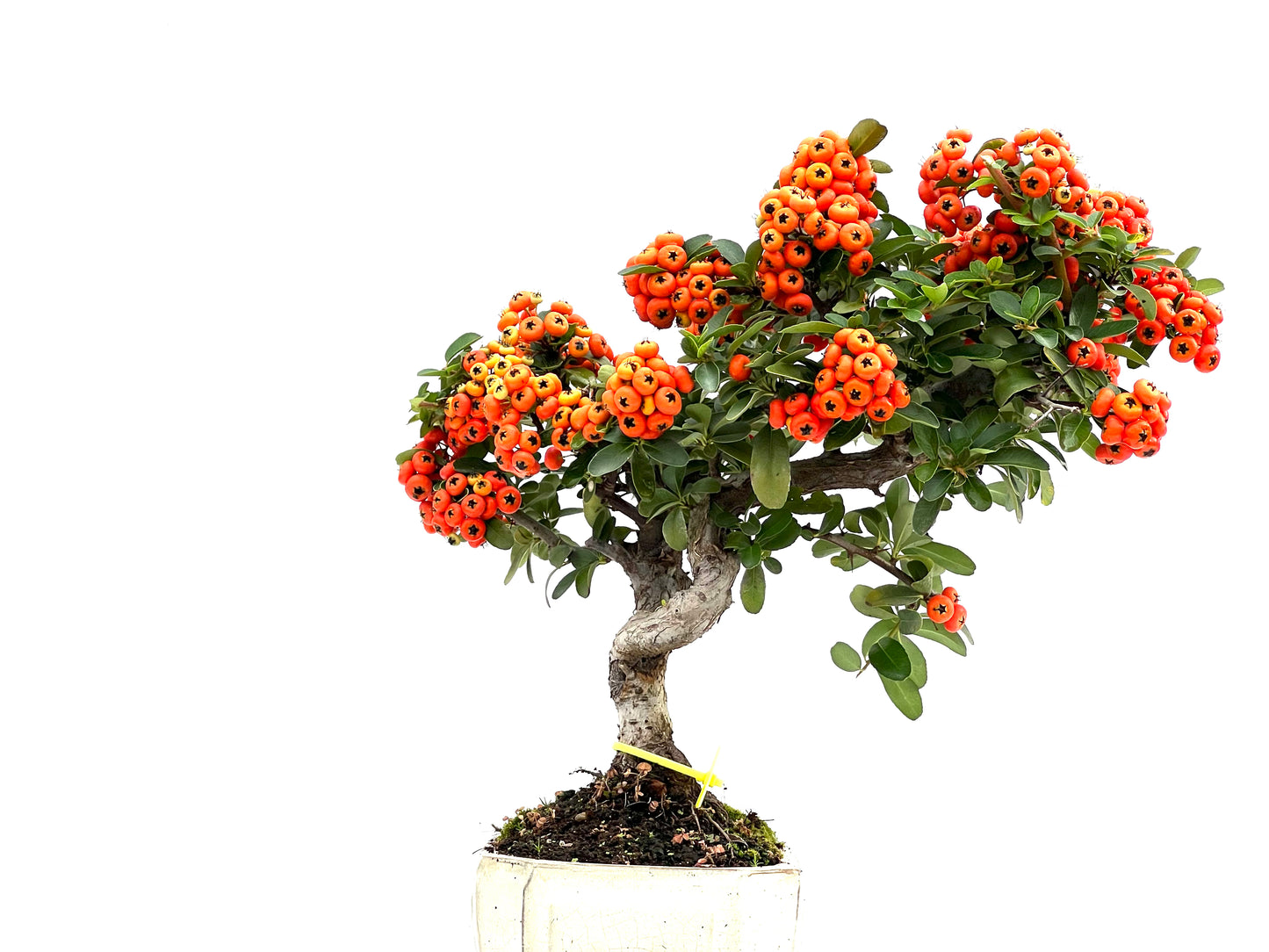 Pyracantha 1637