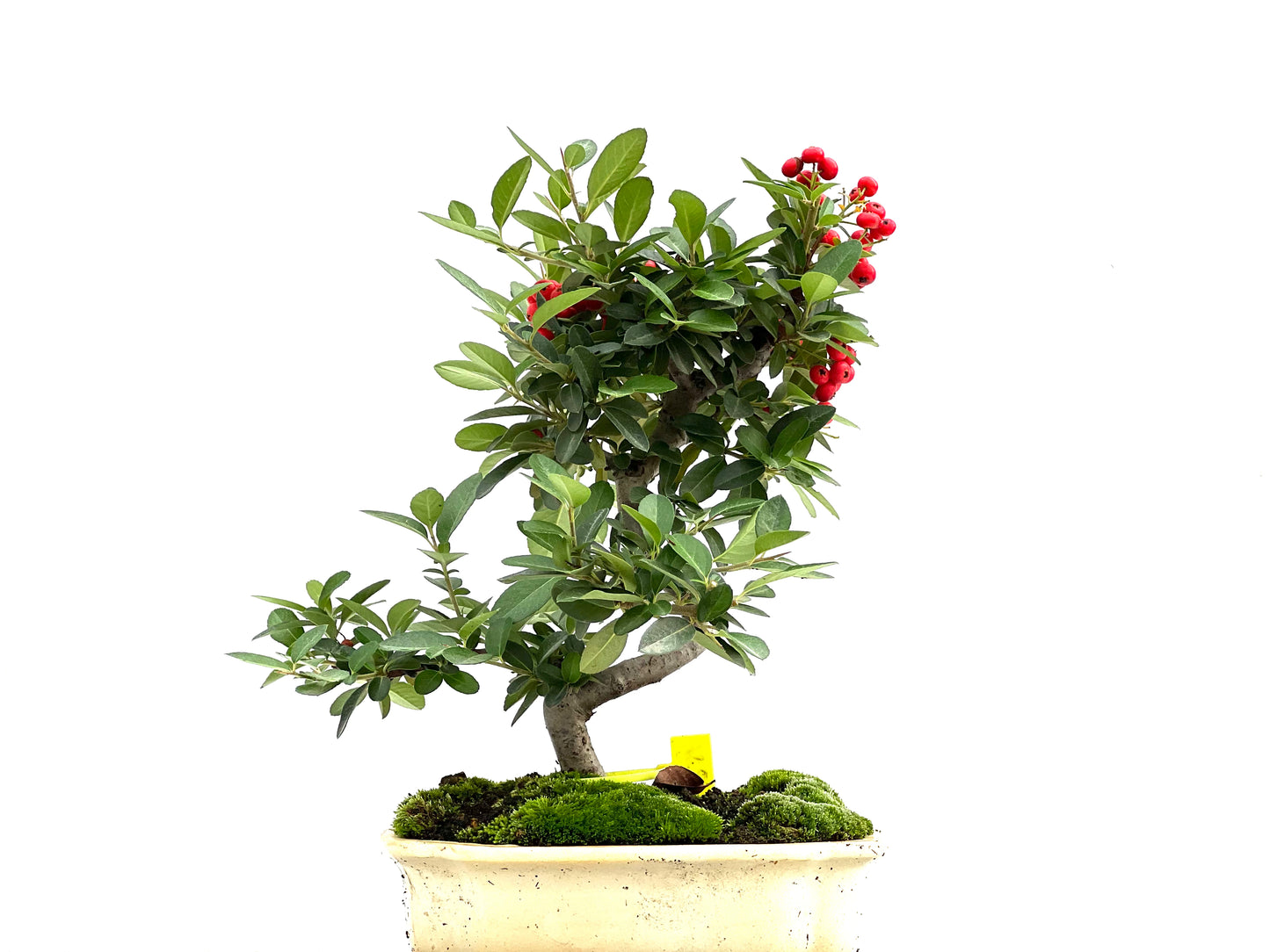 Pyracantha 1826