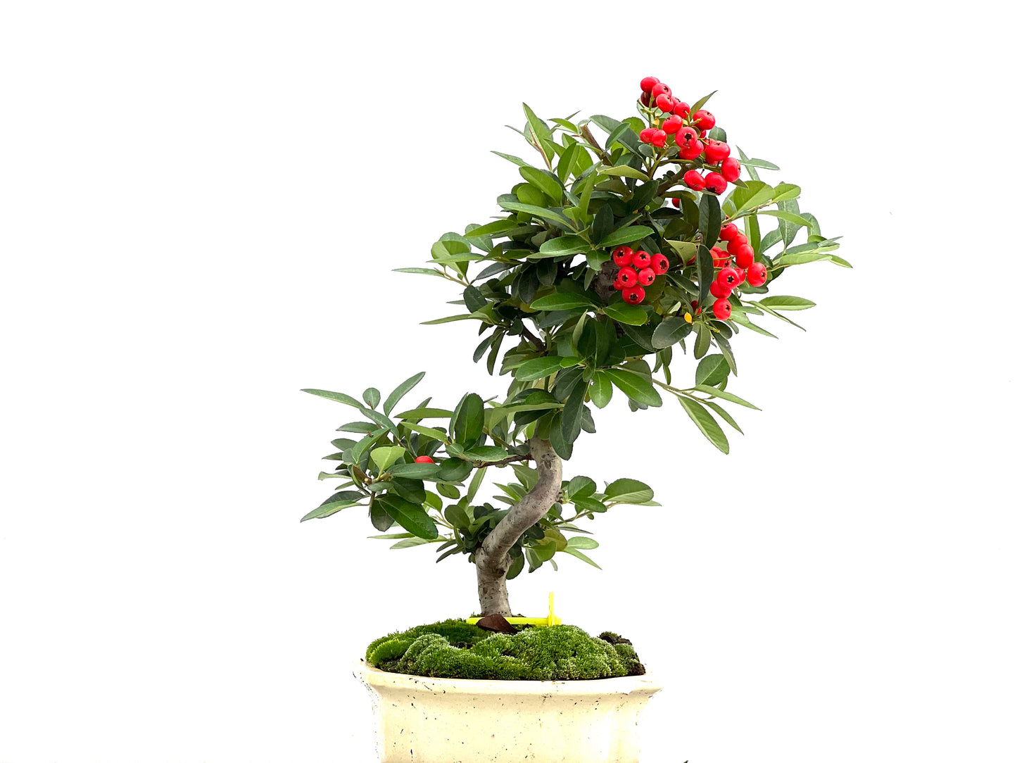 Pyracantha 1826