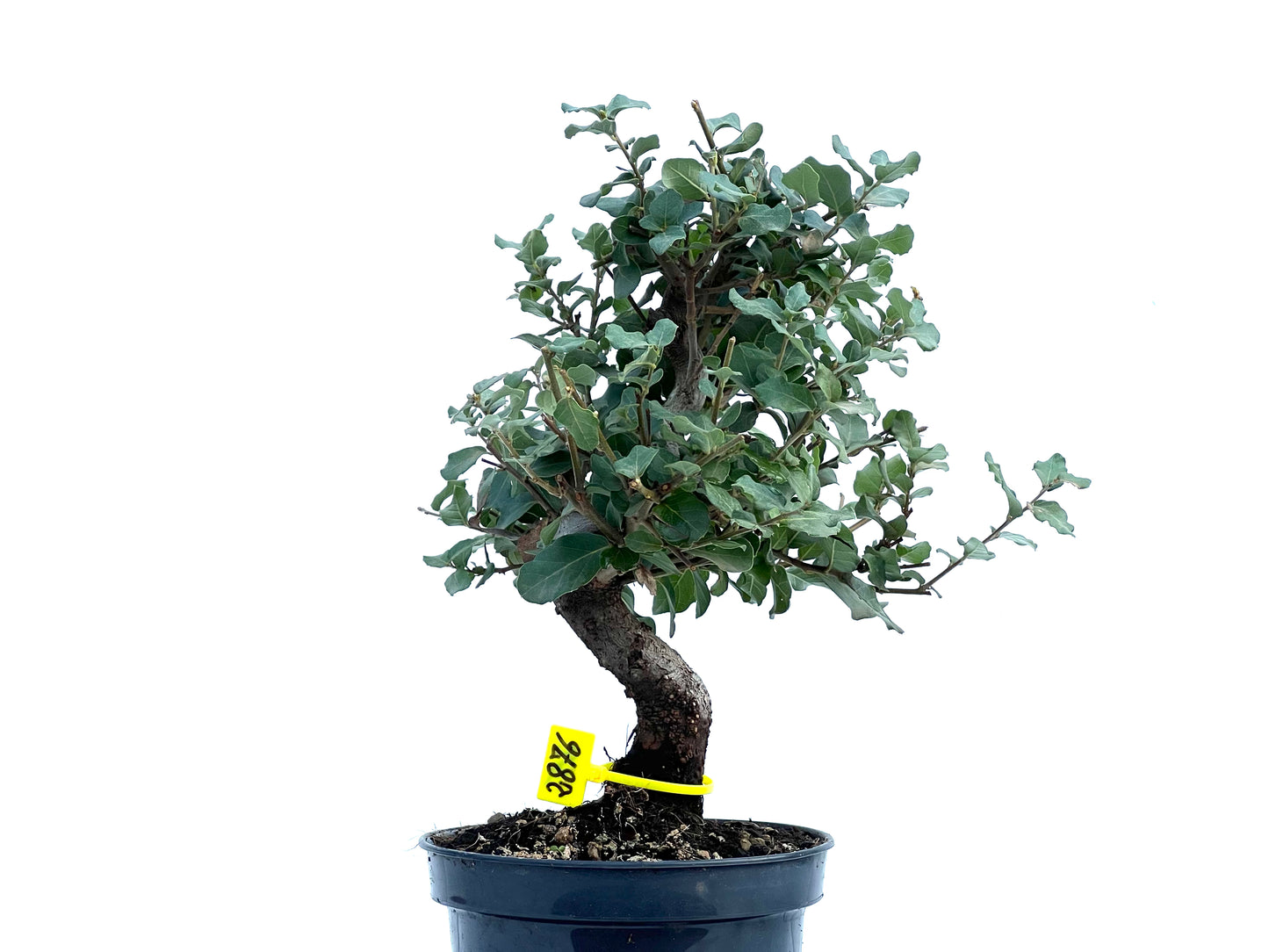 Quercus Suber 2876