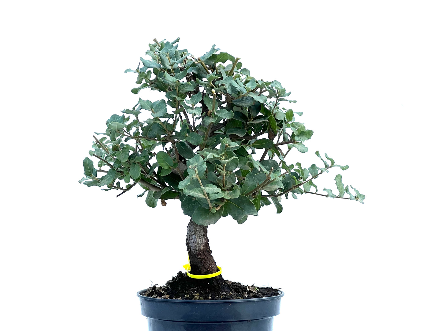 Quercus Suber 2876