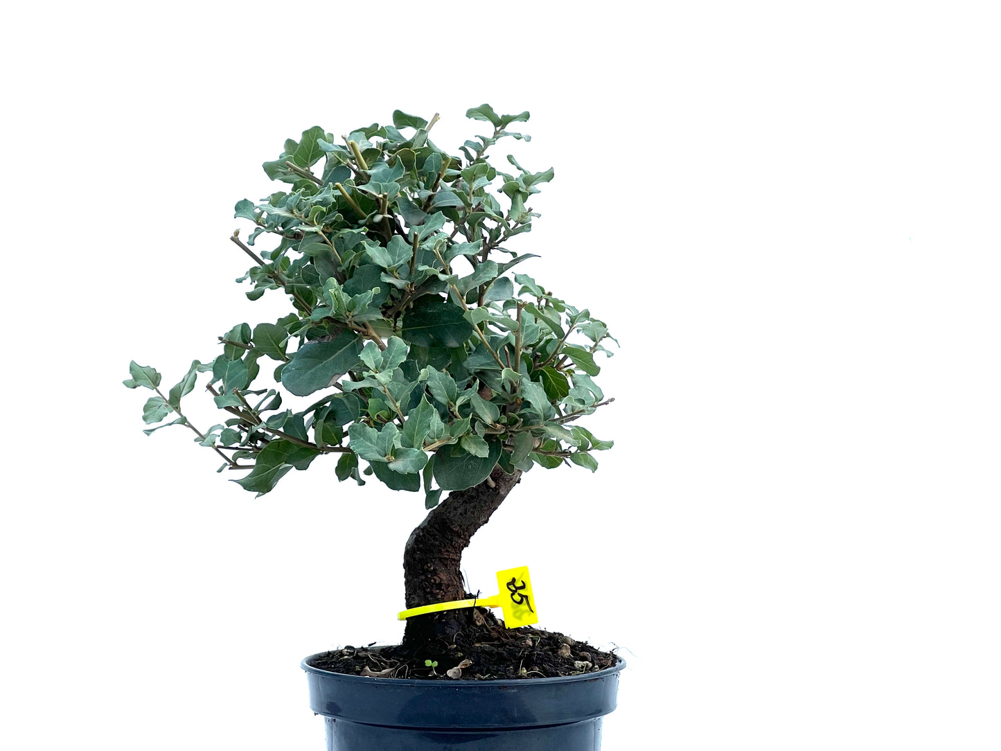 Quercus Suber 2876
