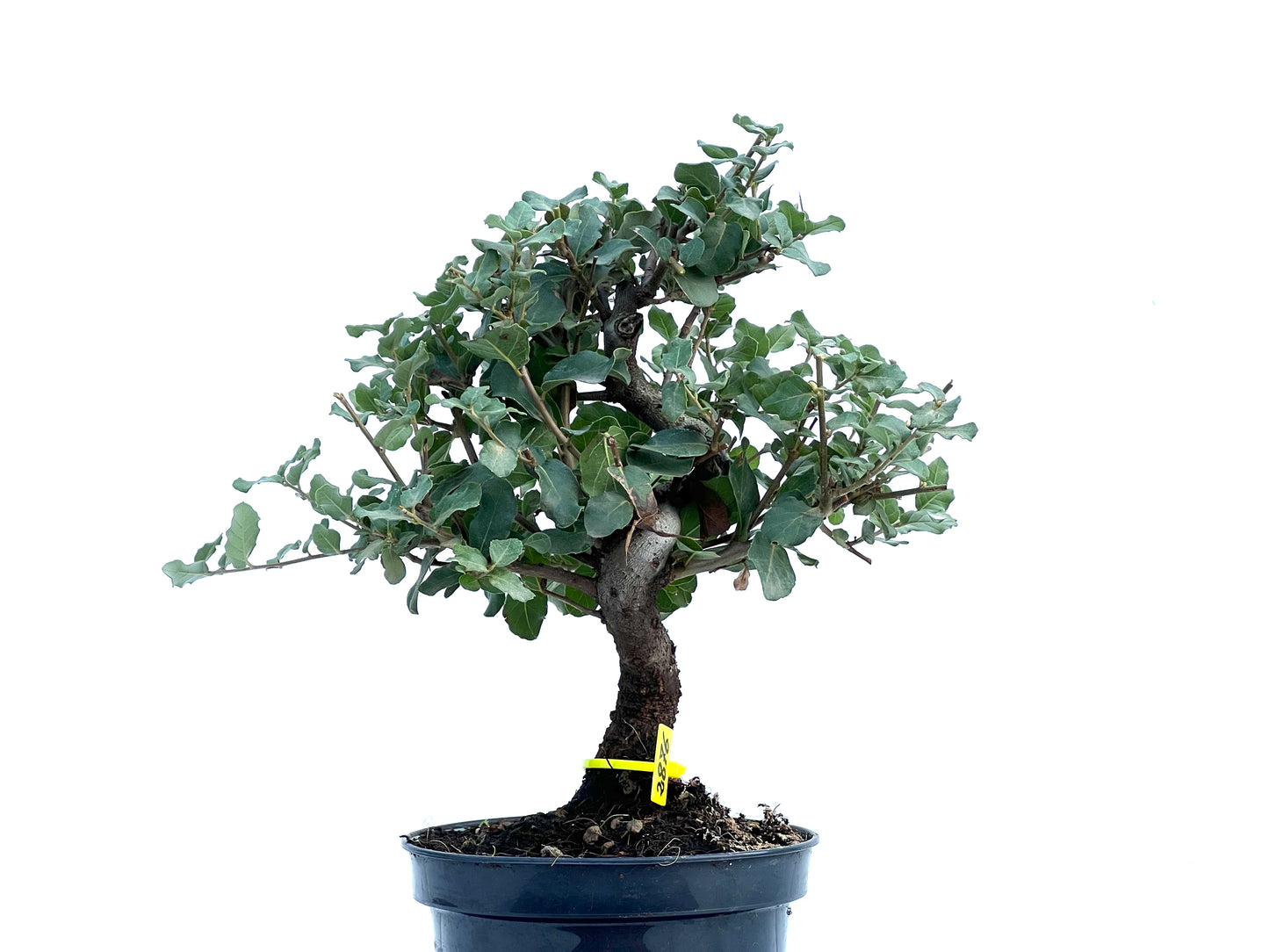 Quercus Suber 2876