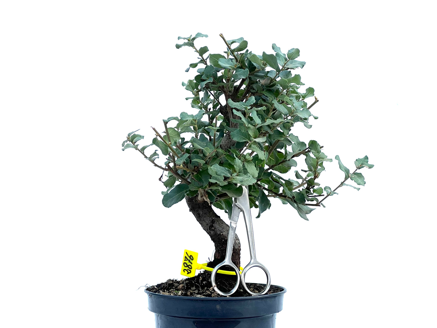 Quercus Suber 2876