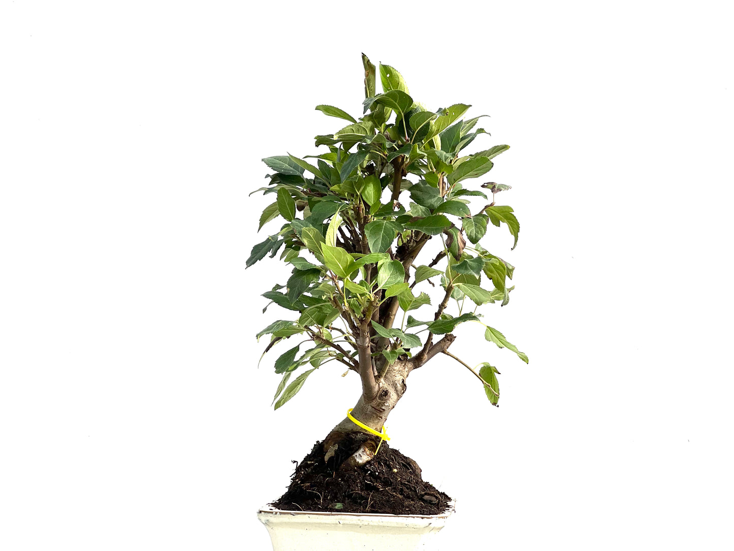 Malus Everest 2885