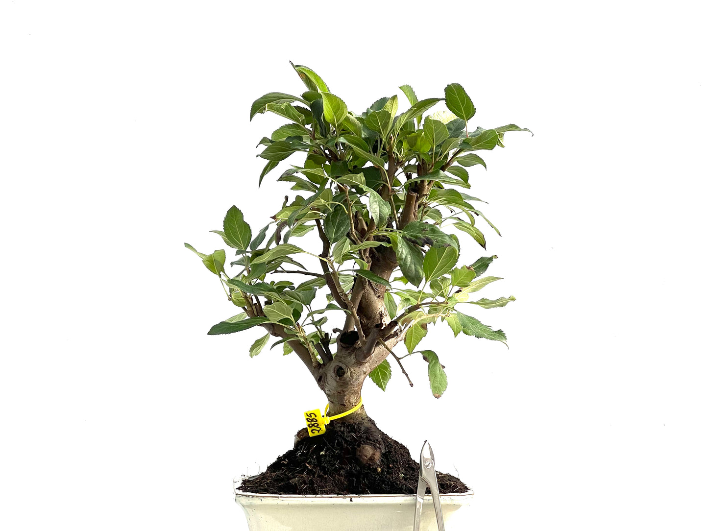 Malus Everest 2885