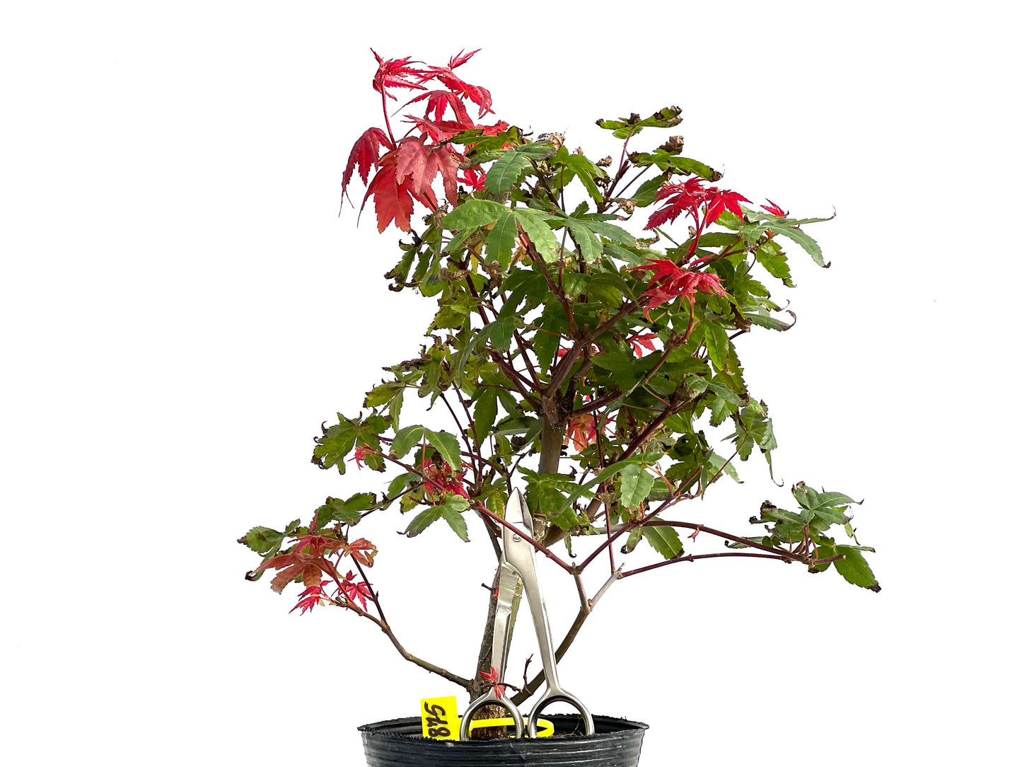 Acer Palmatum Deshojo 2875