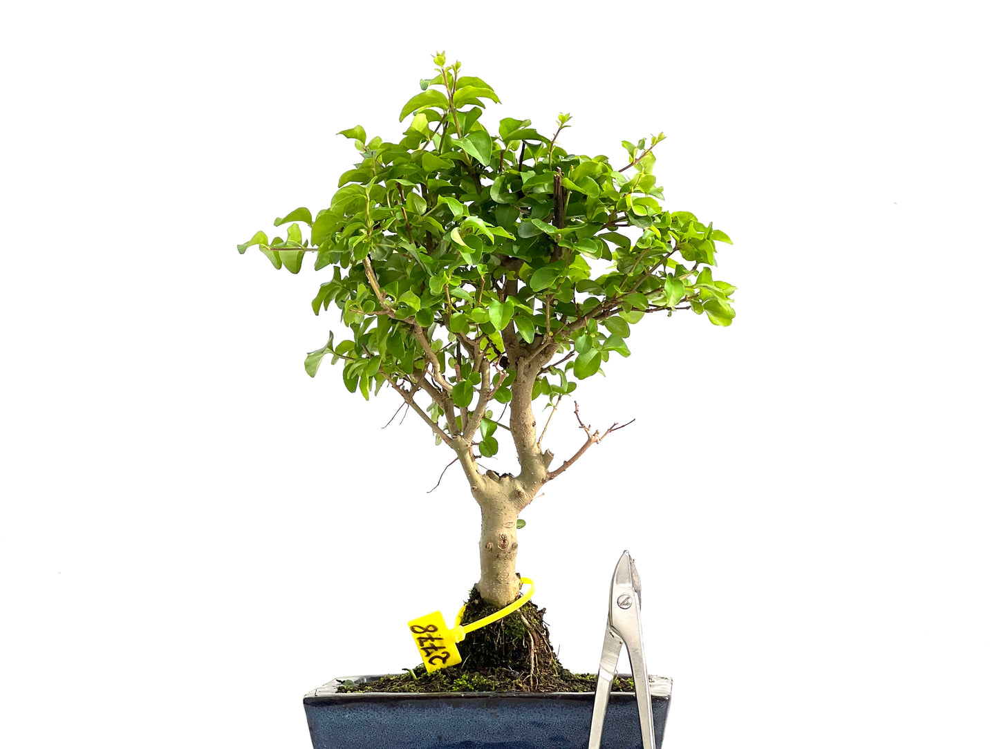 Ligustrum Sinensis 2778