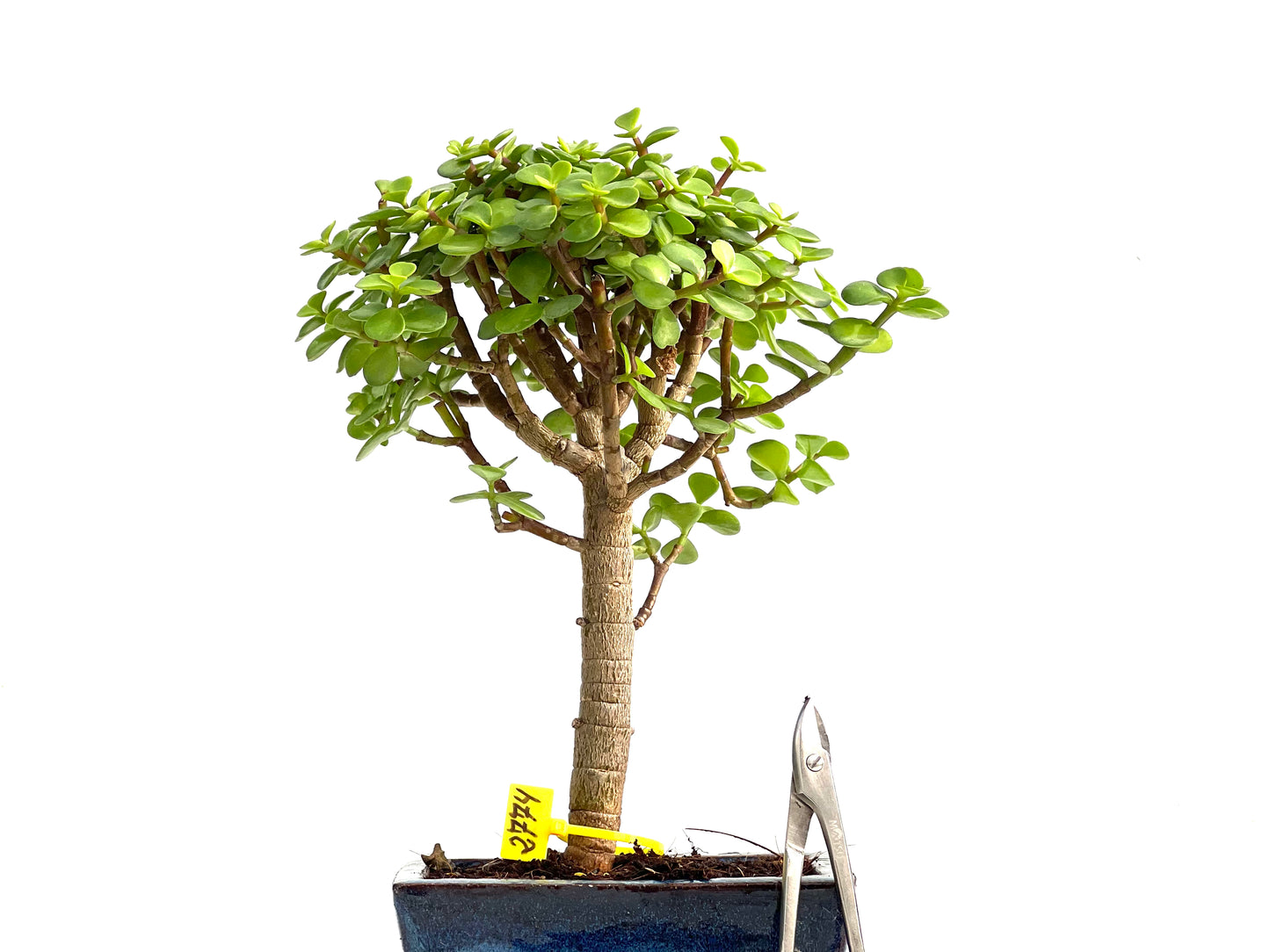 Portulacaria Afra 2774