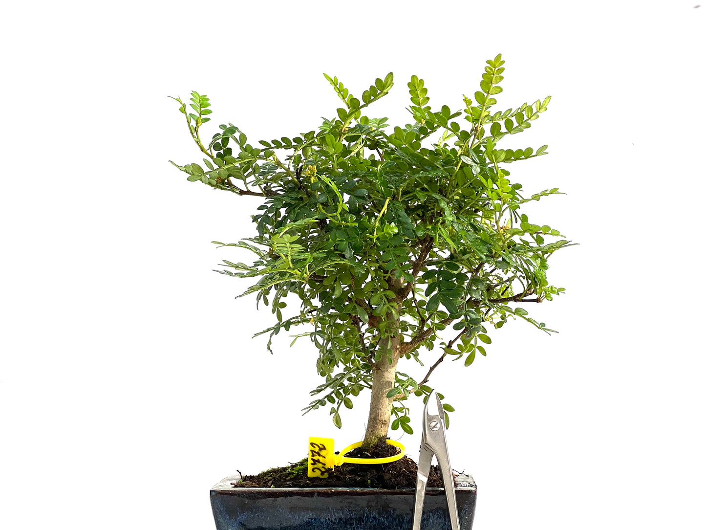 Zhantoxylum Piperitum 2772