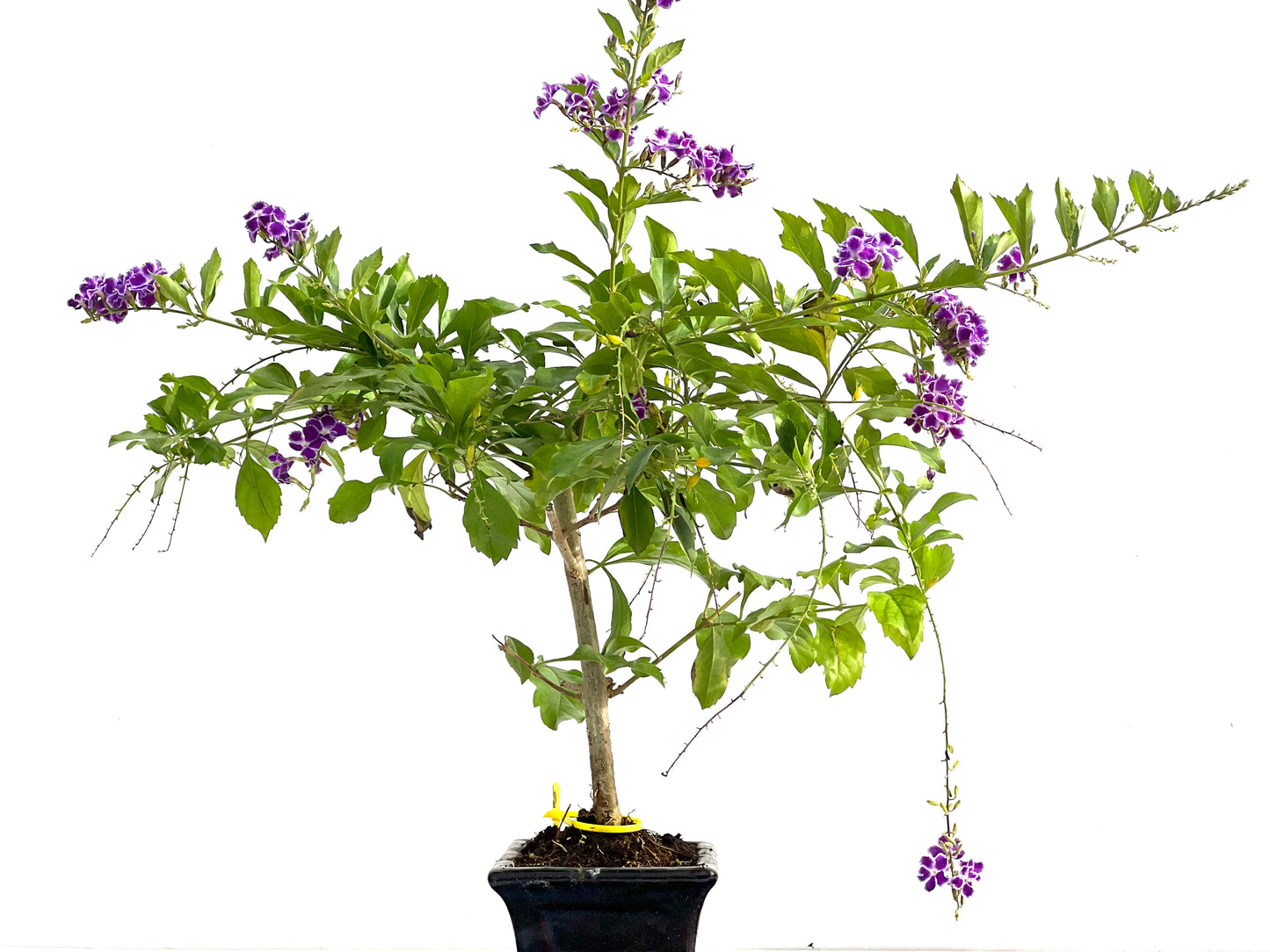 Durantha Repens 2775