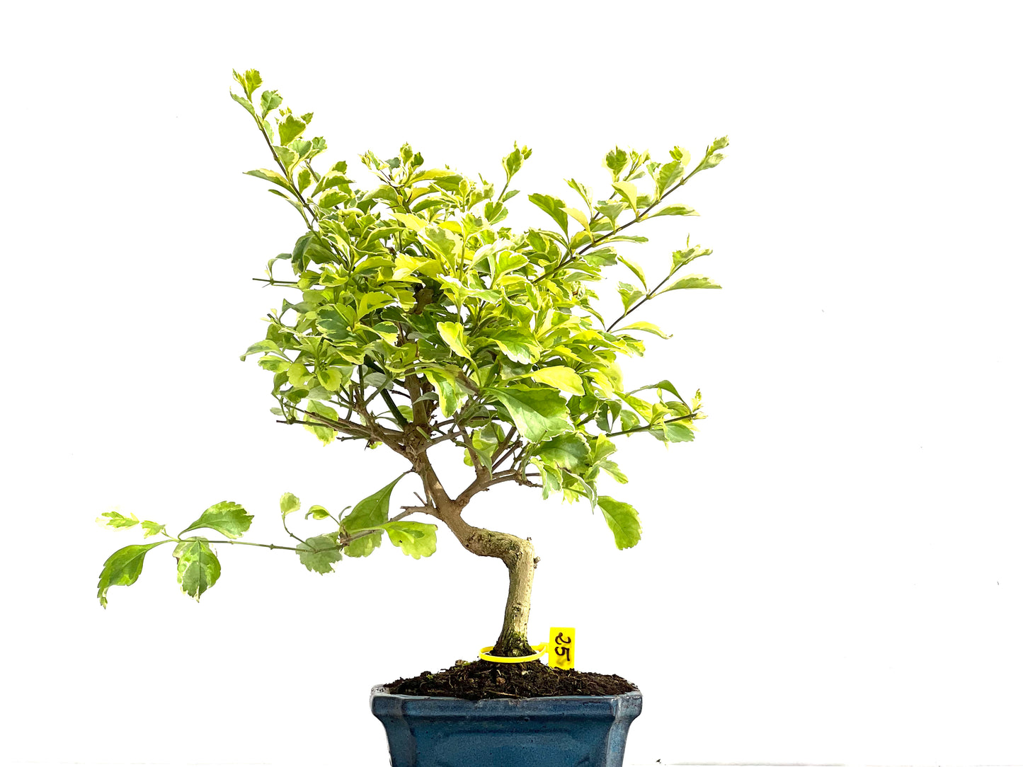Durantha Repens Aura 2773