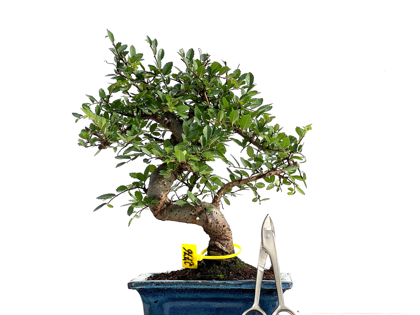 Ulmus Parvifolia 2776