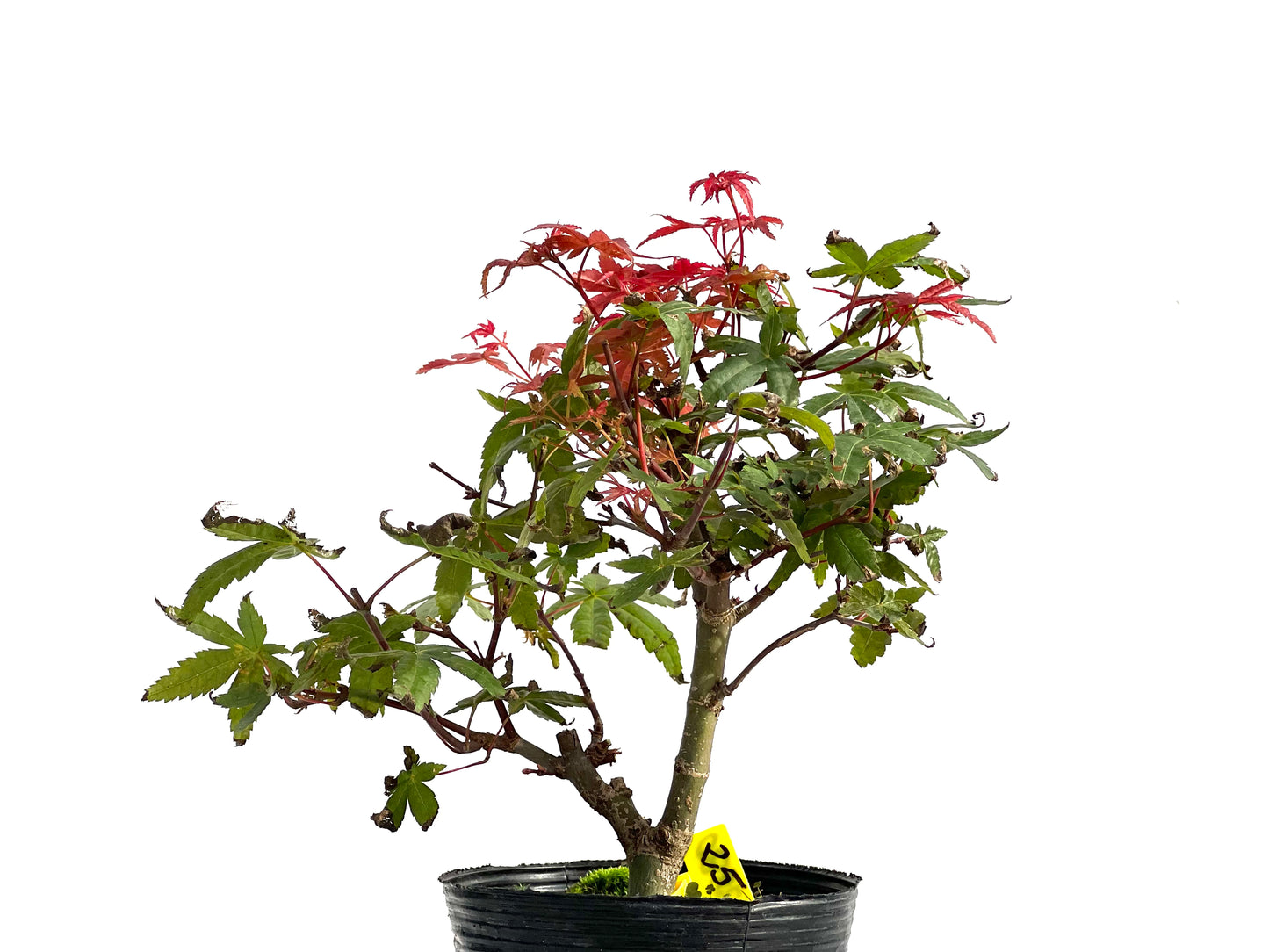 Acer Palmatum Deshojo 2880