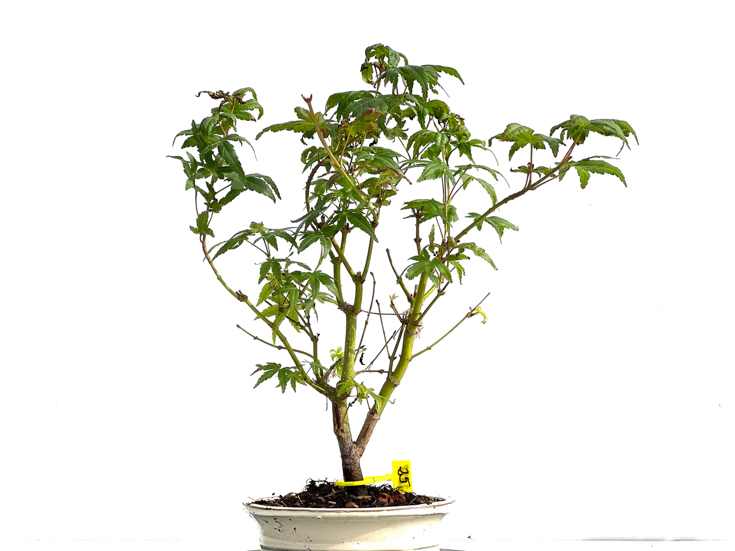 Acer Palmatum 2878