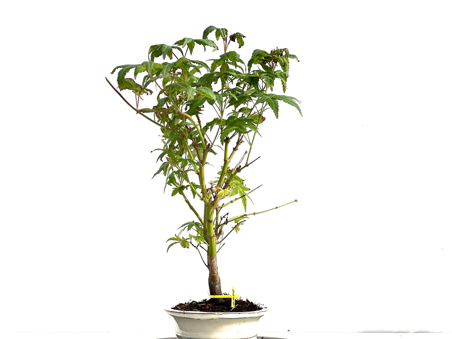 Acer Palmatum 2878
