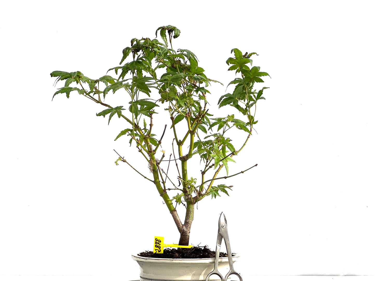 Acer Palmatum 2878