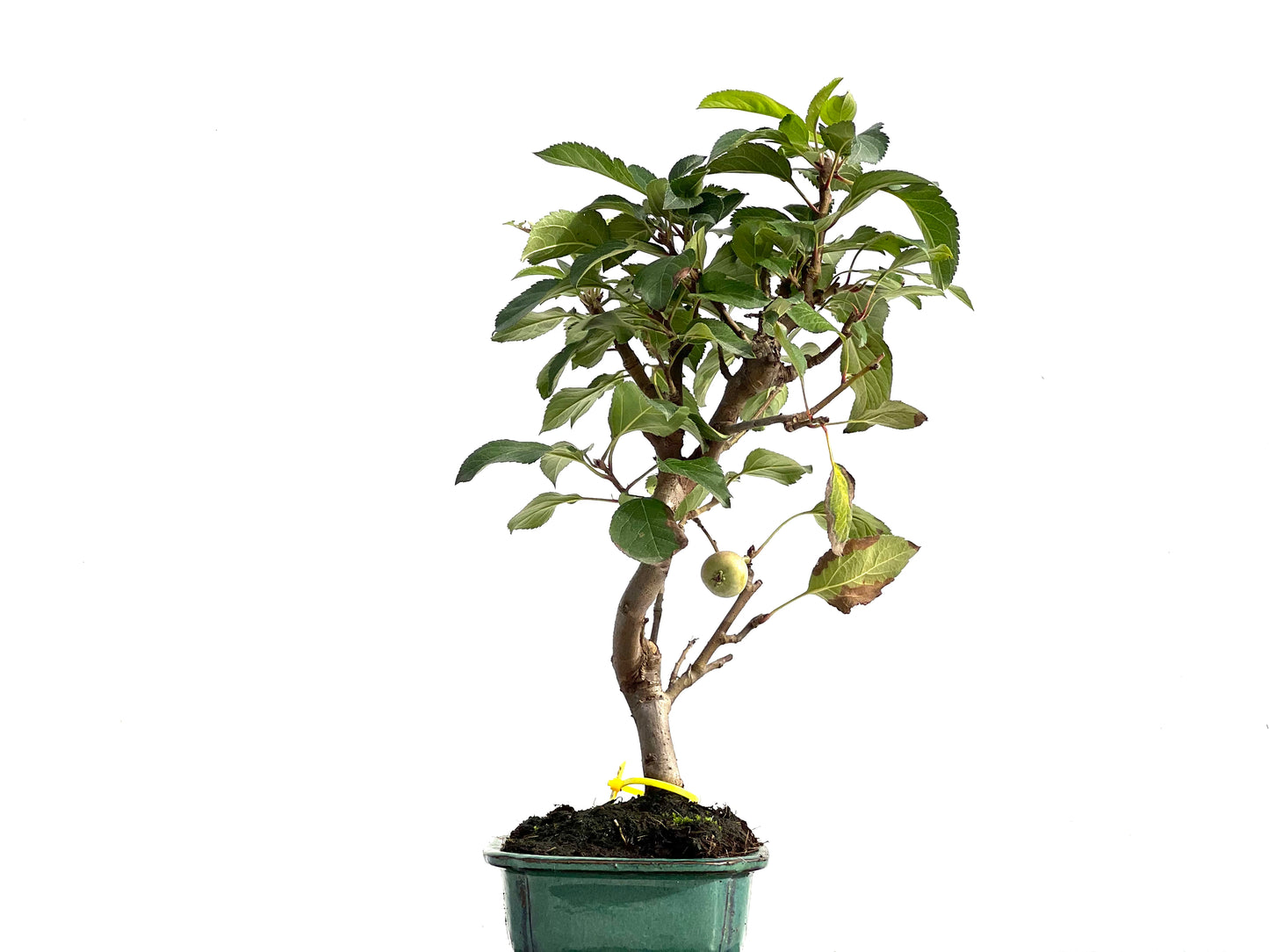 Malus Everest 2854