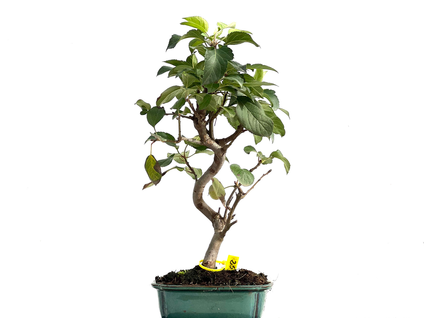 Malus Everest 2854