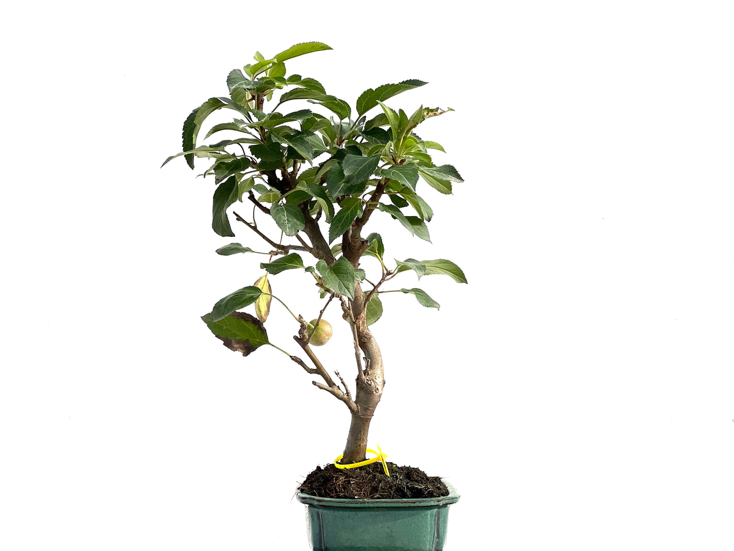 Malus Everest 2854