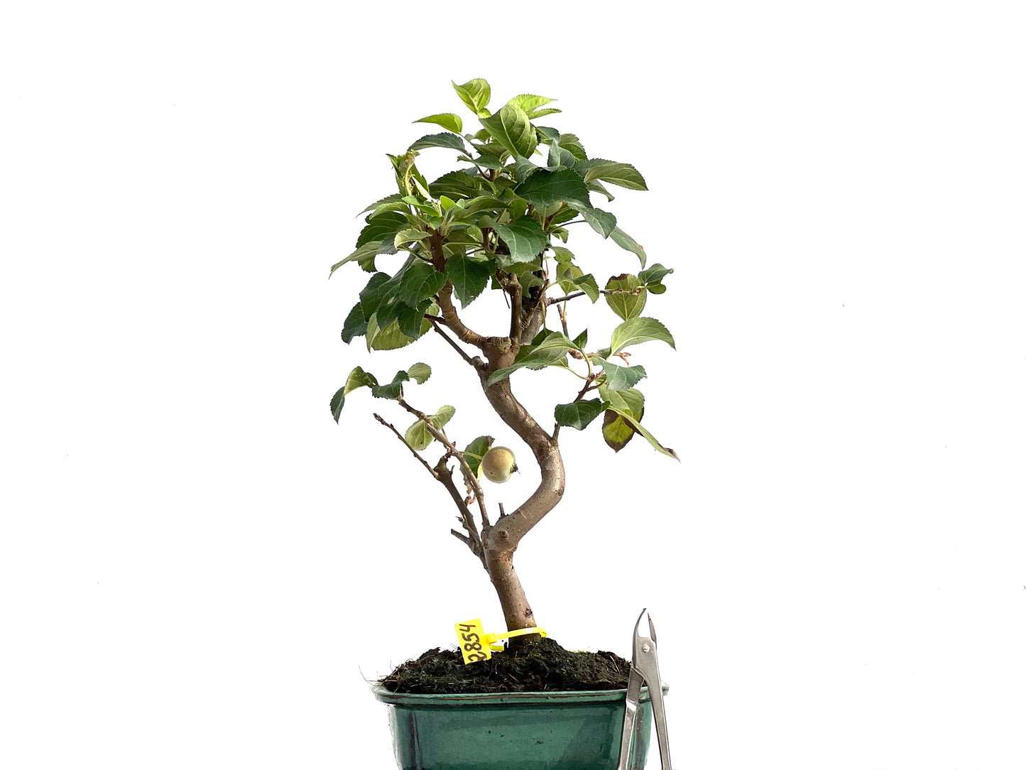 Malus Everest 2854