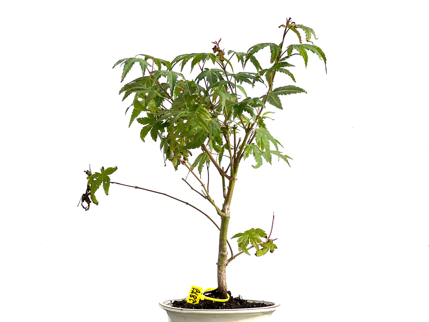 Acer Palmatum 2872