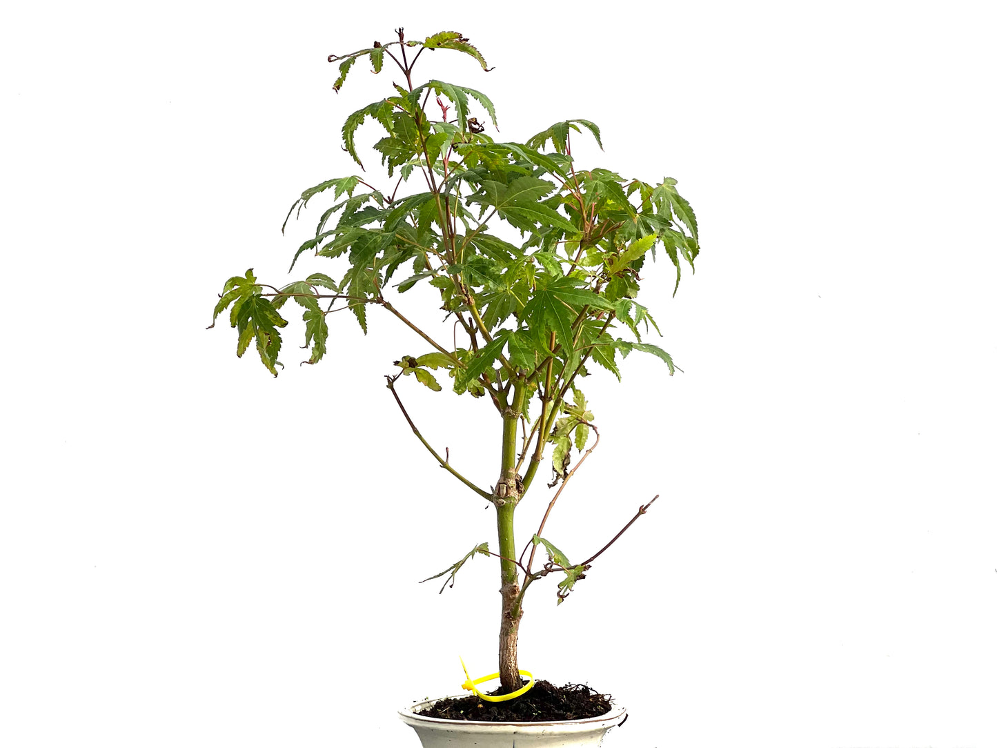Acer Palmatum 2872