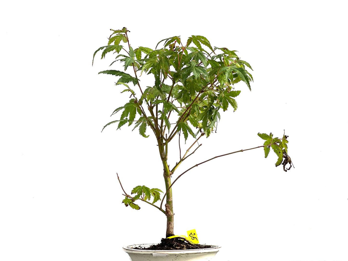 Acer Palmatum 2872