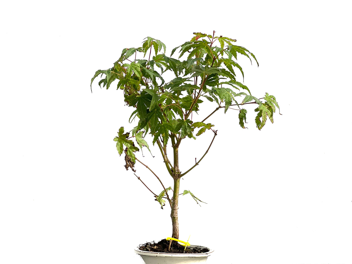 Acer Palmatum 2872
