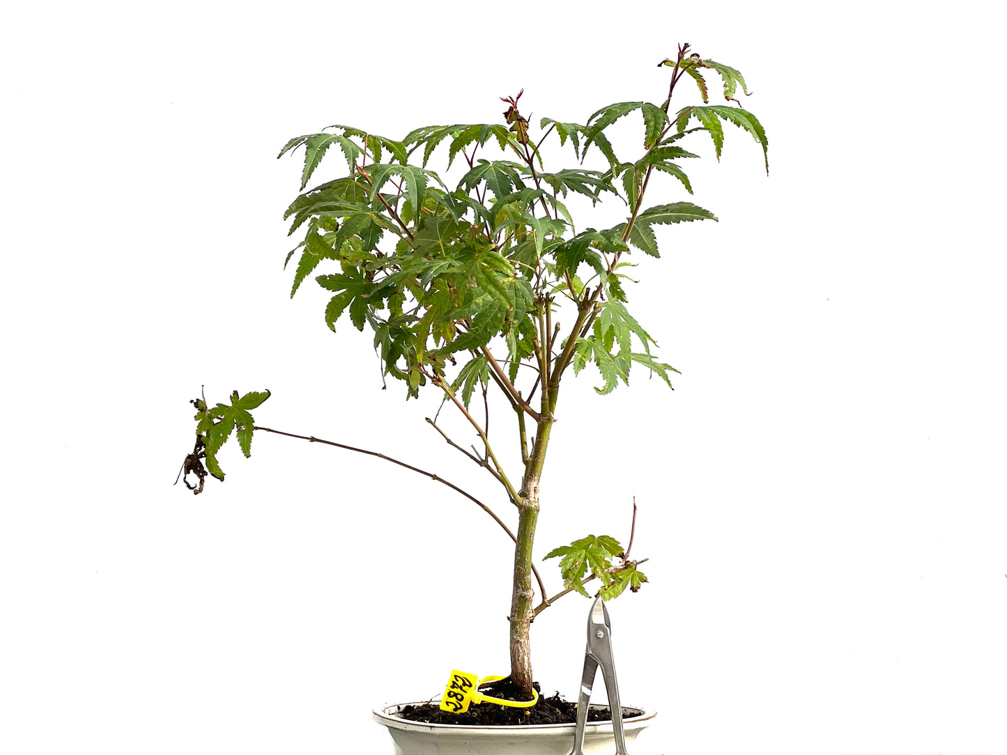 Acer Palmatum 2872