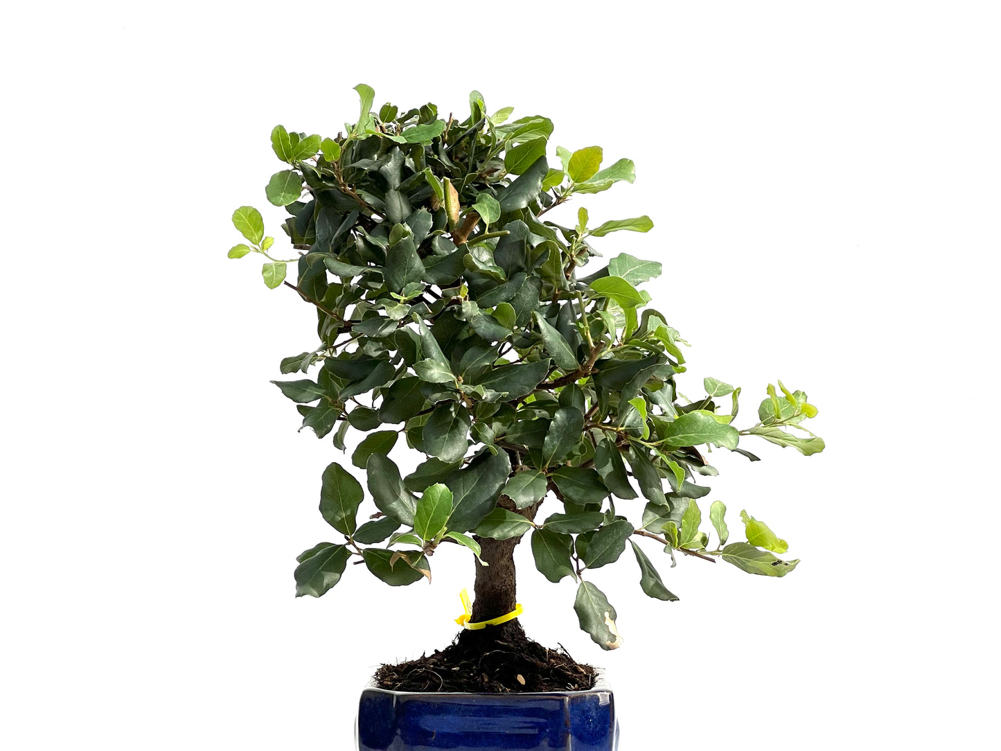 Quercus Suber 2851