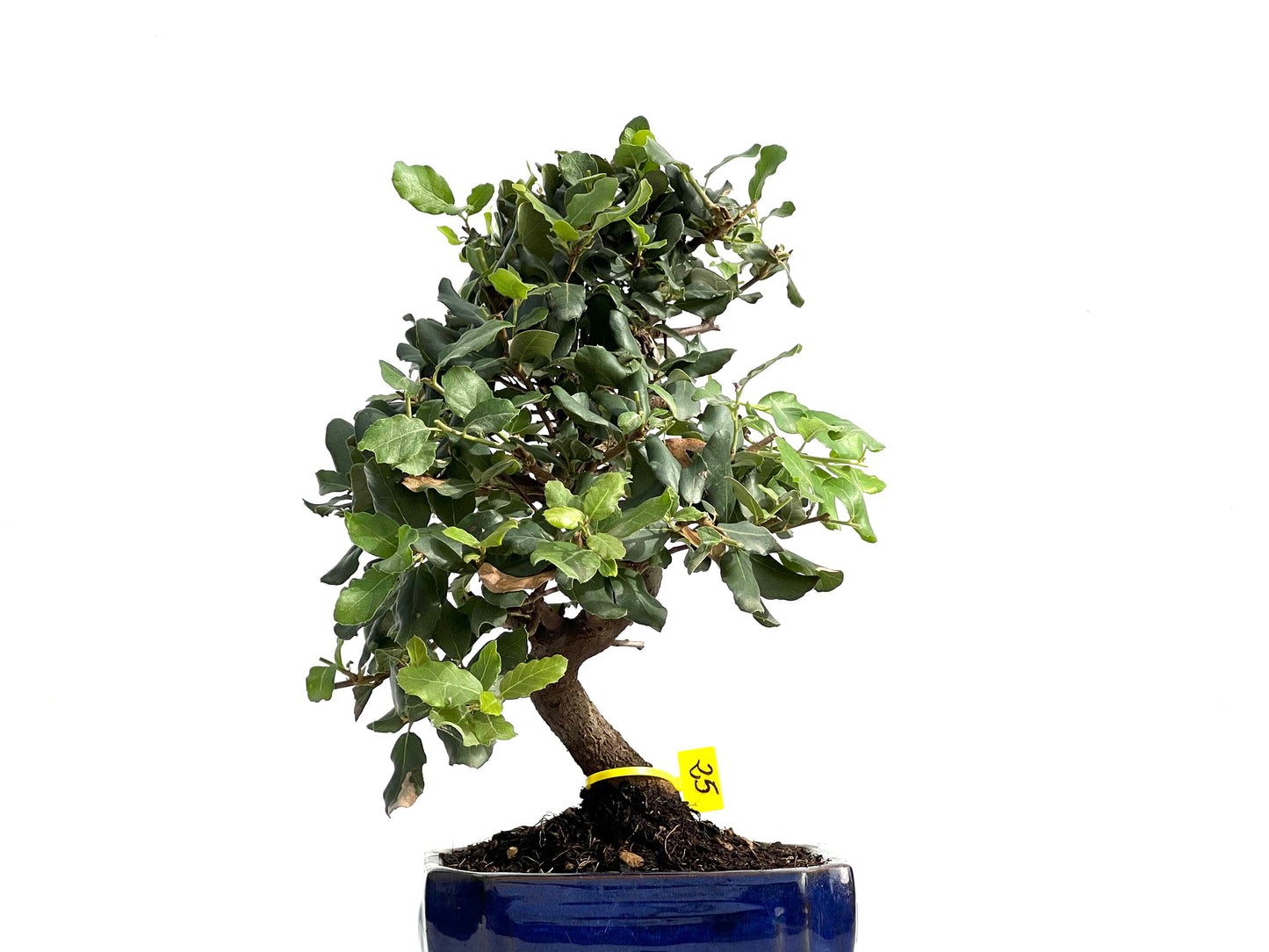Quercus Suber 2851