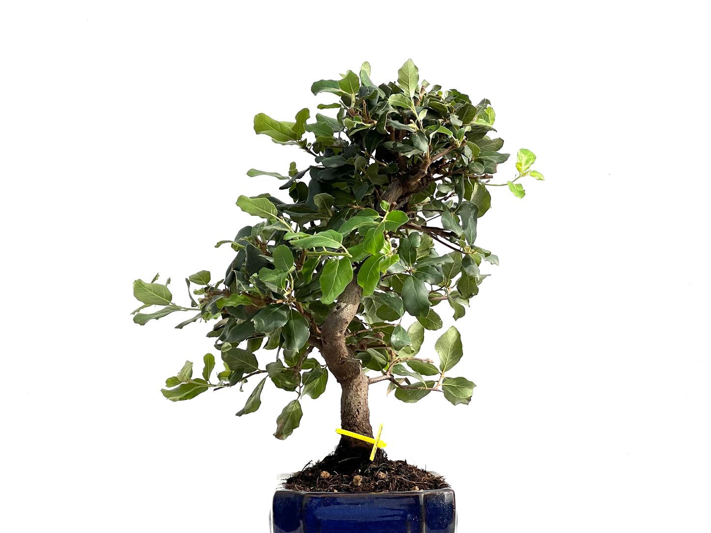 Quercus Suber 2851