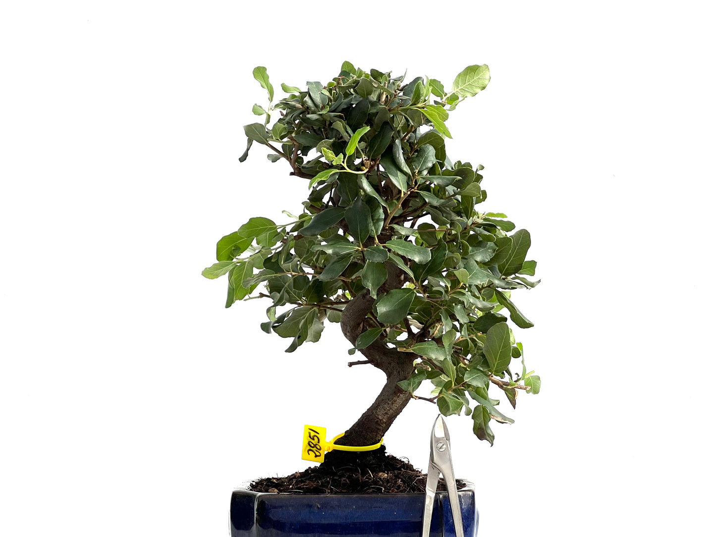 Quercus Suber 2851
