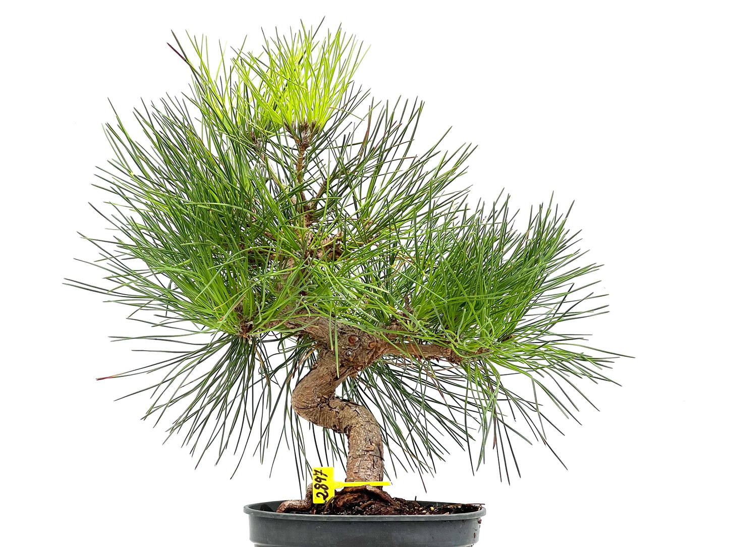 Pinus Thunbergii 2897