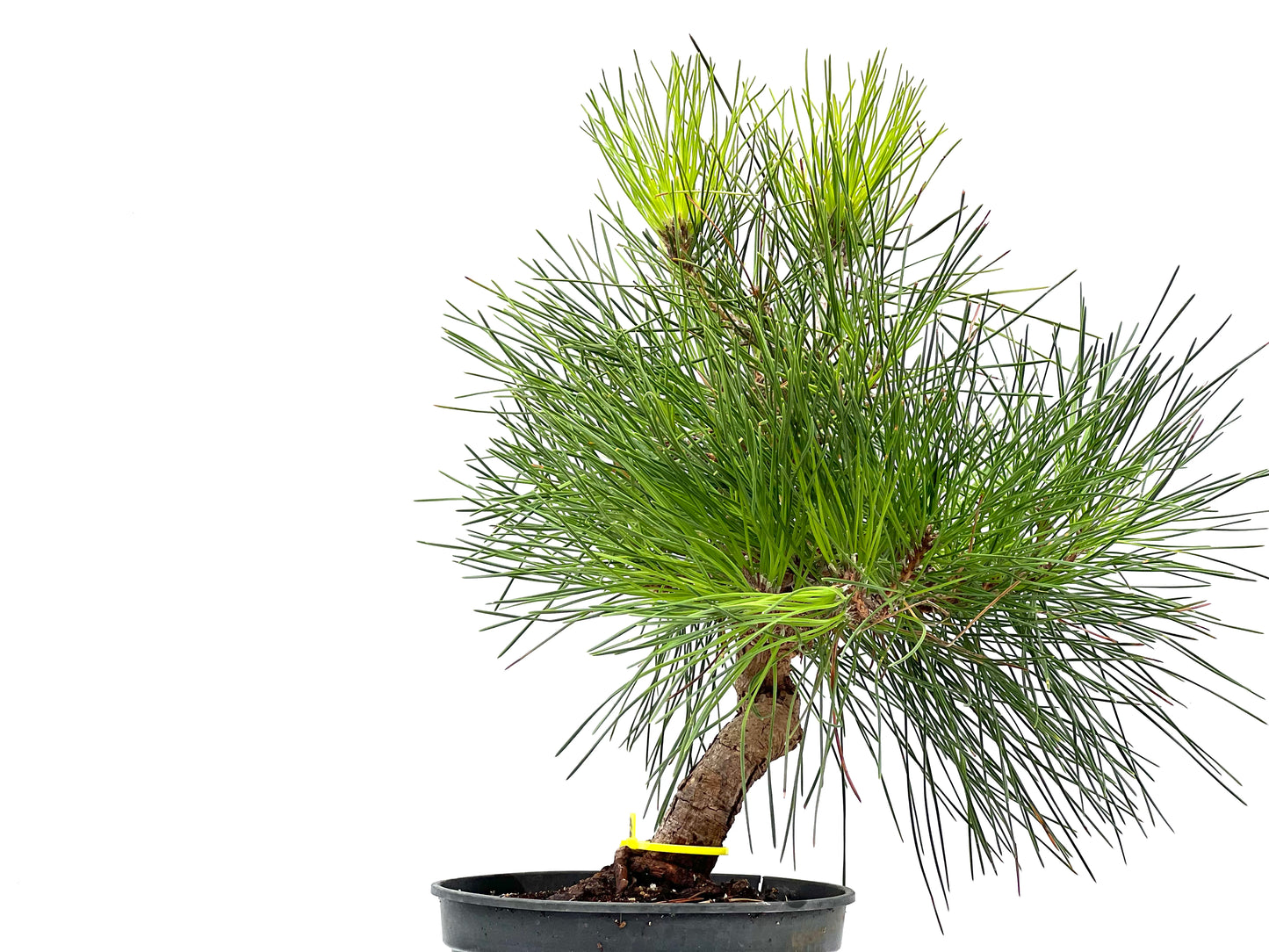 Pinus Thunbergii 2897