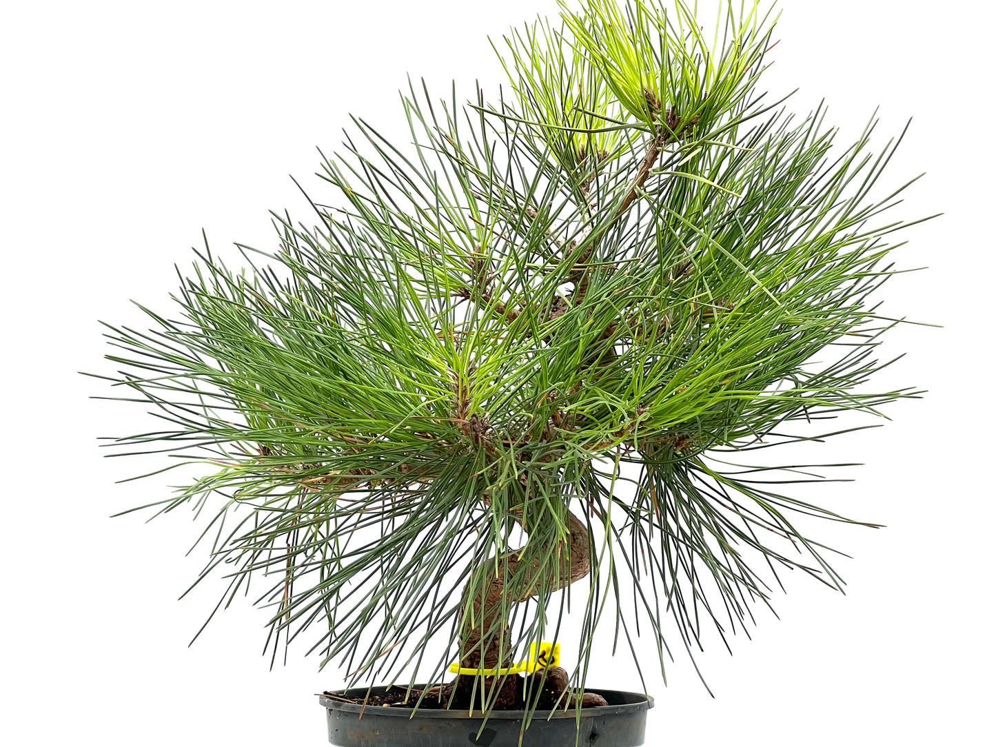 Pinus Thunbergii 2897