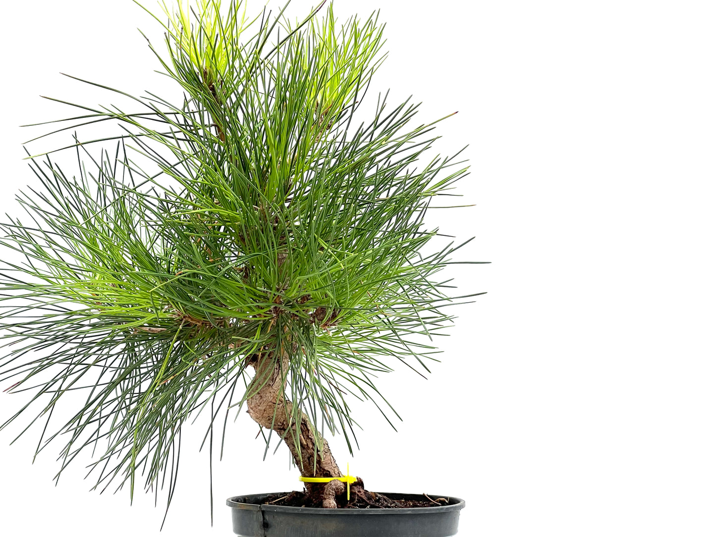 Pinus Thunbergii 2897