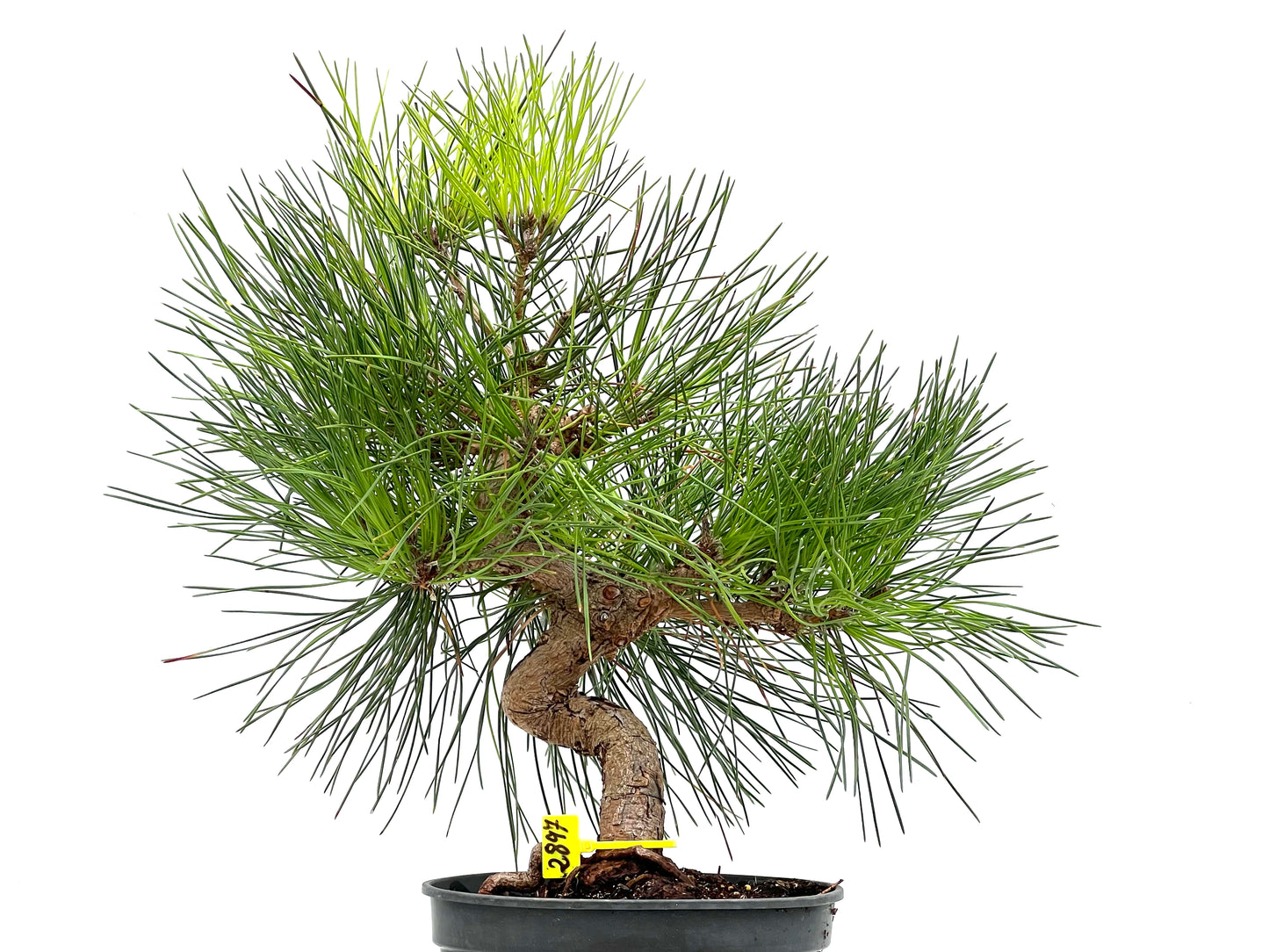Pinus Thunbergii 2897