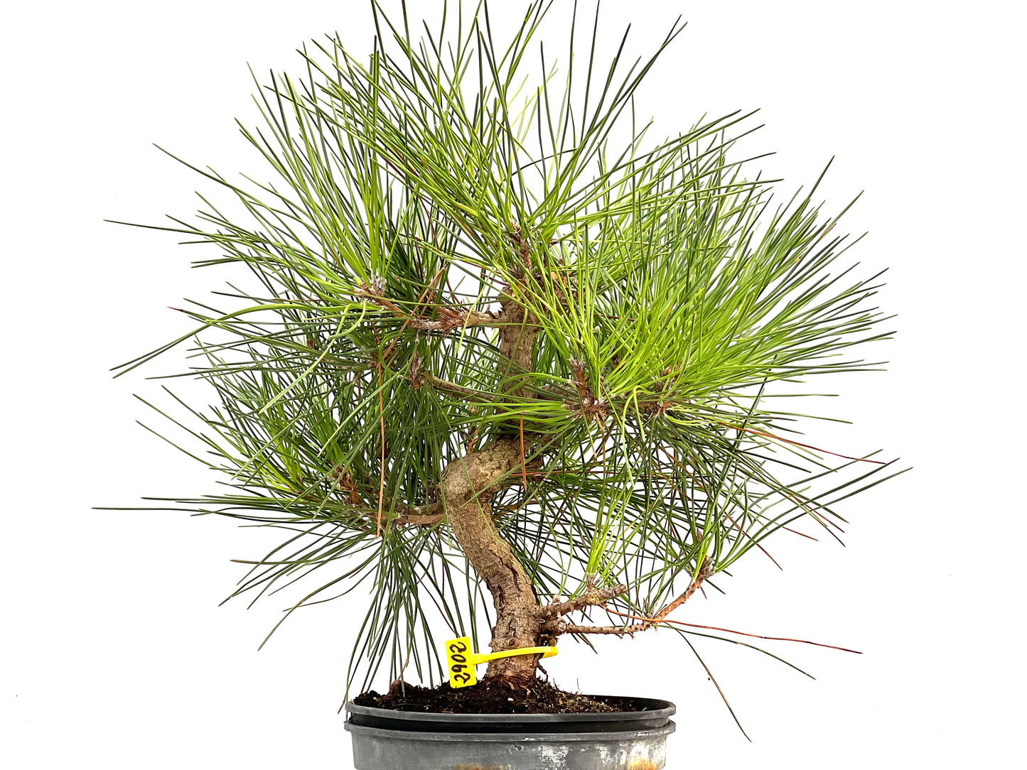 Pinus Thunbergii 2902