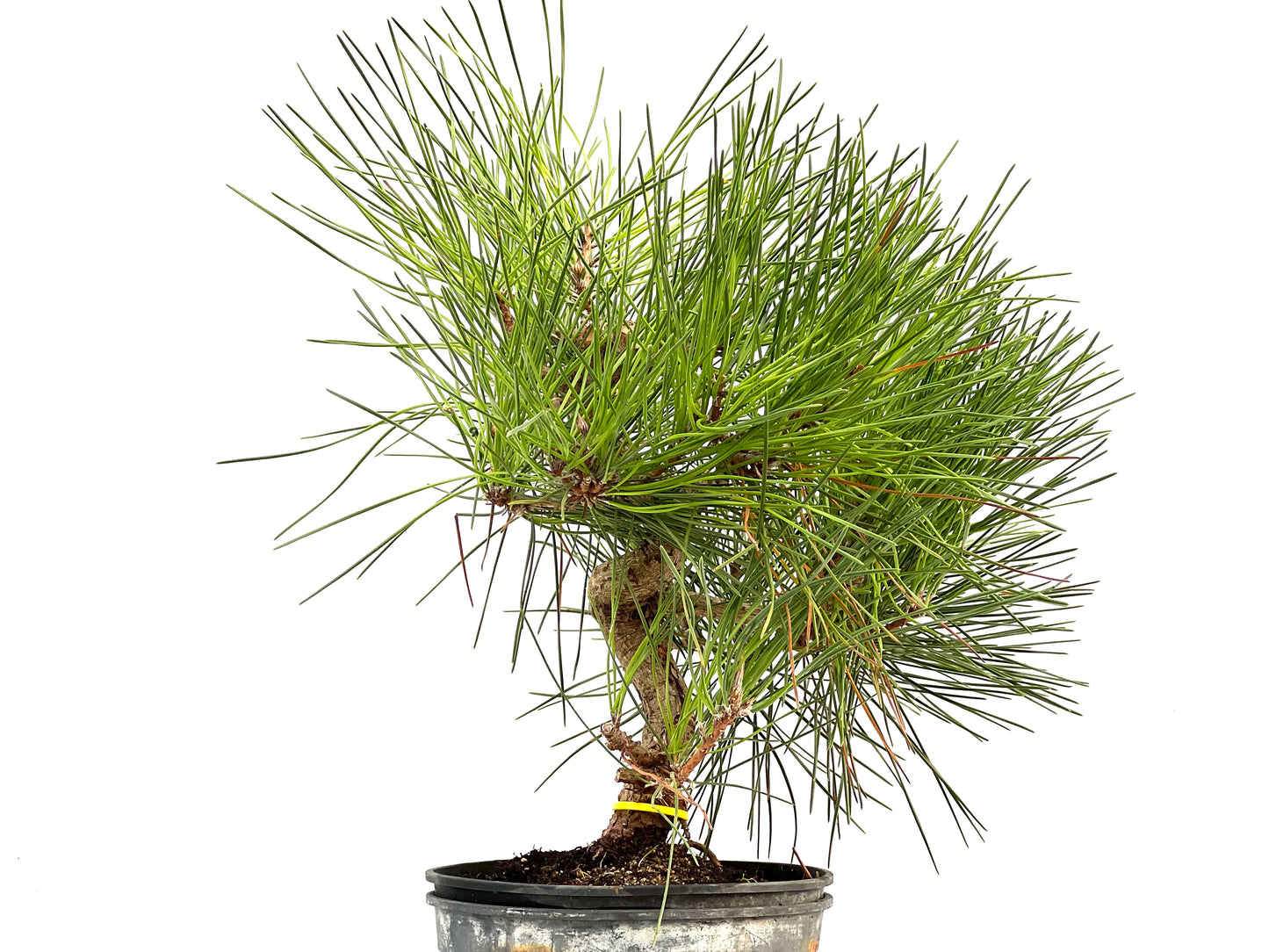 Pinus Thunbergii 2902