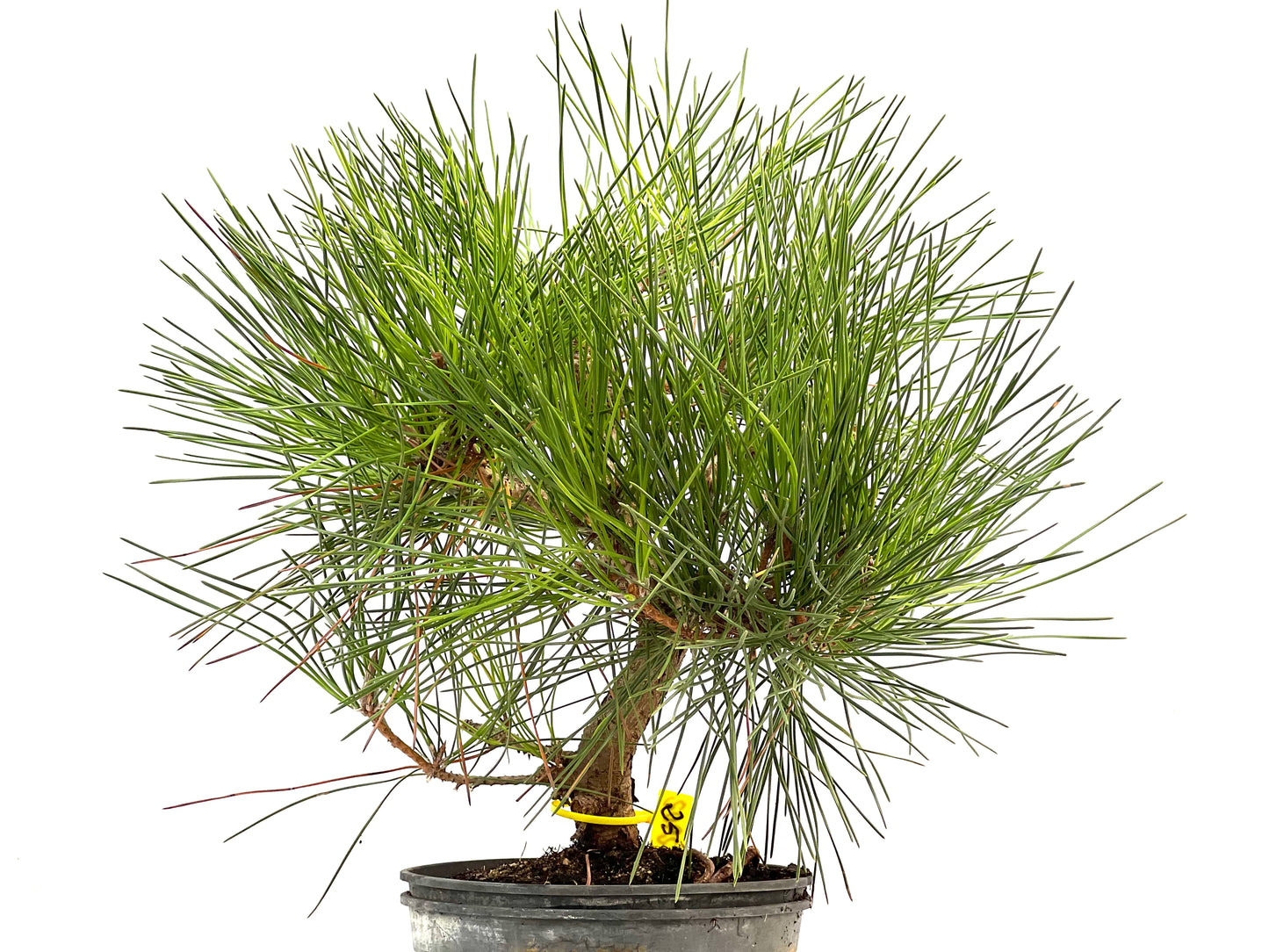 Pinus Thunbergii 2902