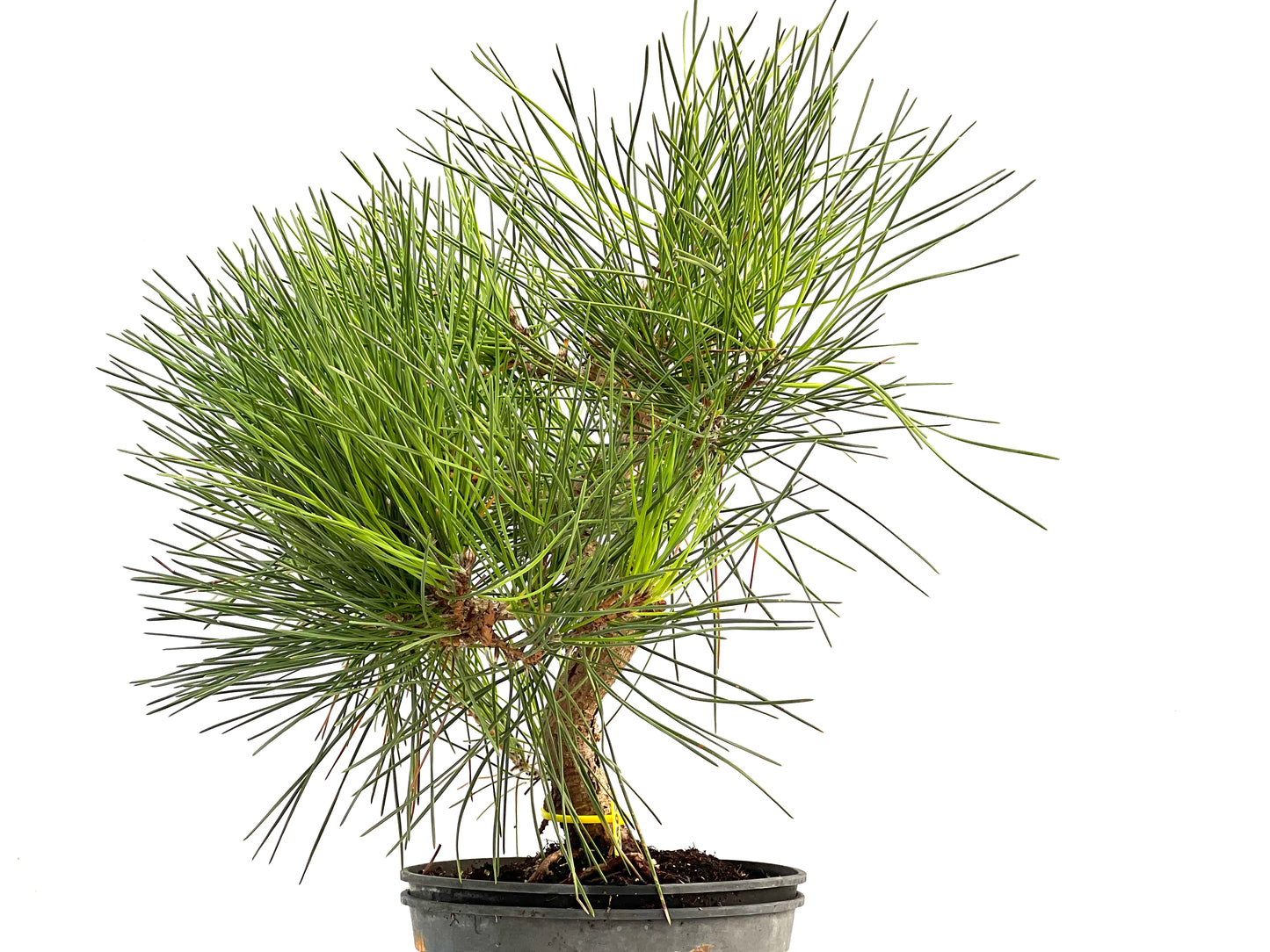 Pinus Thunbergii 2902