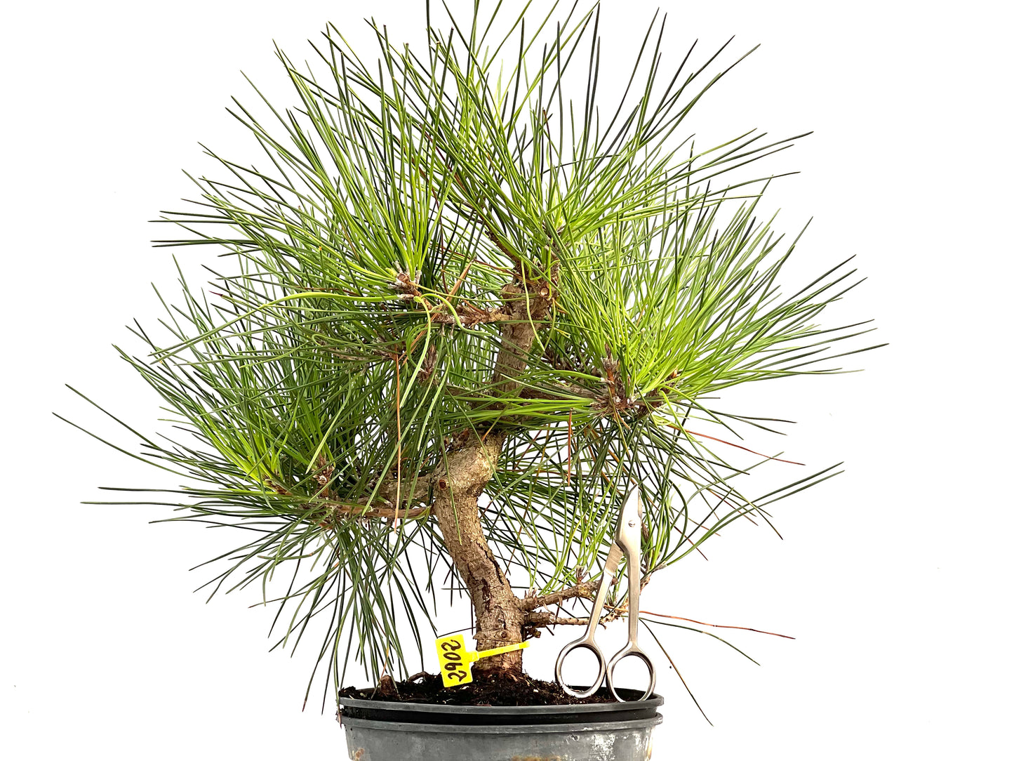 Pinus Thunbergii 2902