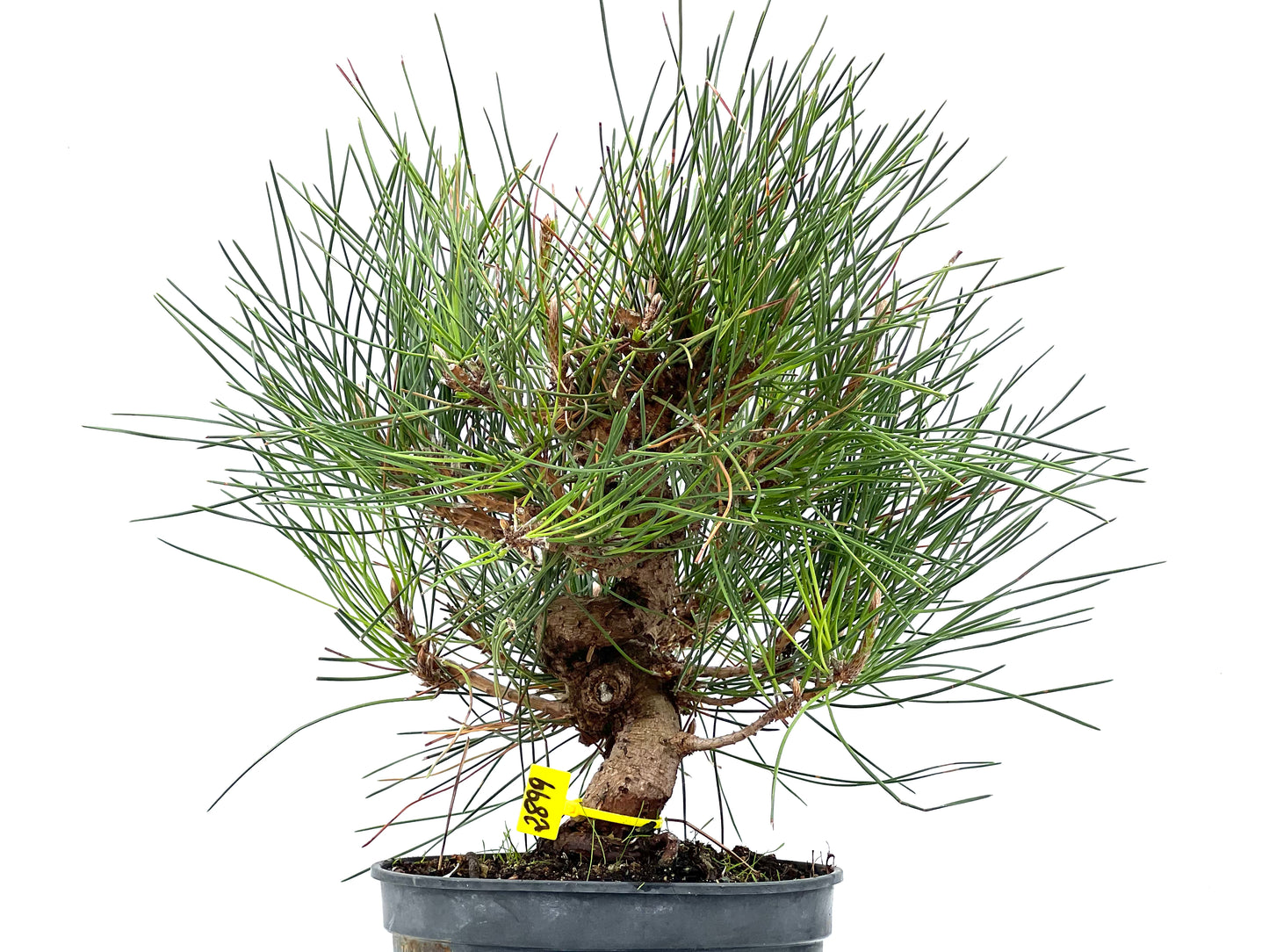 Pinus Thunbergii 2899