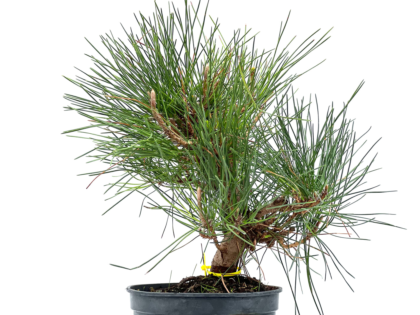 Pinus Thunbergii 2899