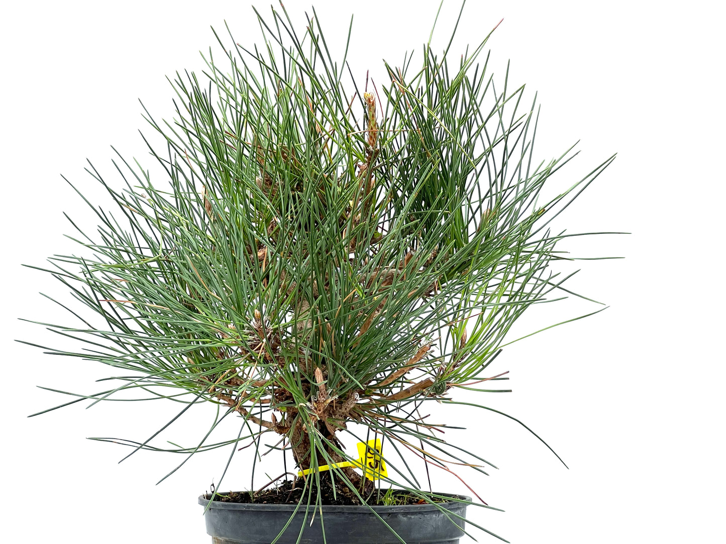 Pinus Thunbergii 2899