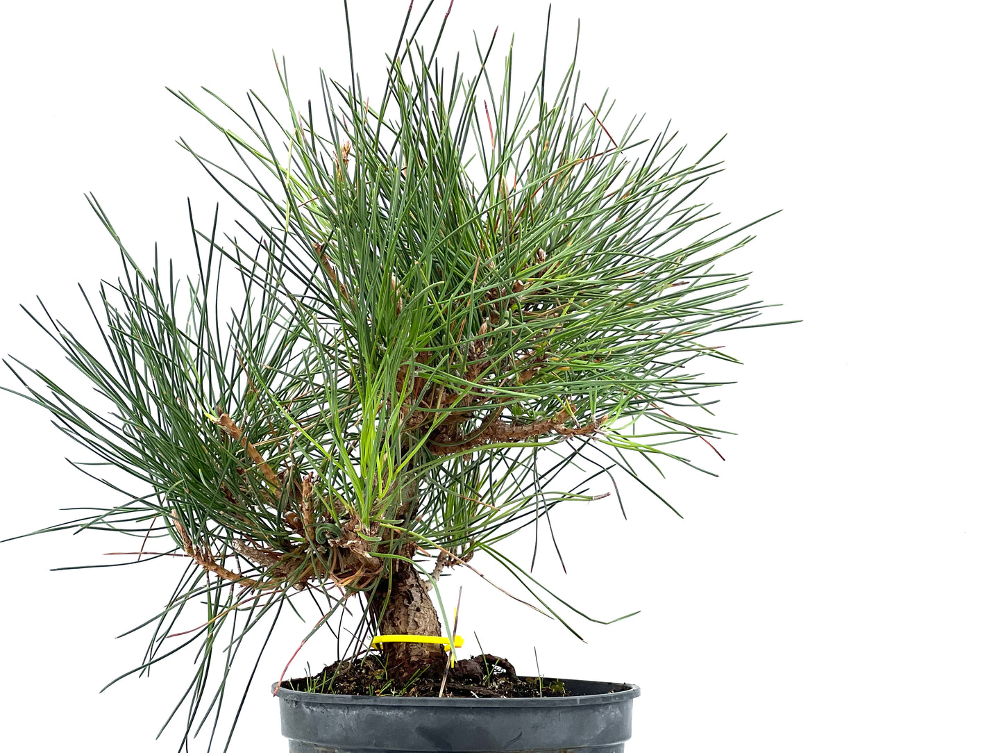 Pinus Thunbergii 2899