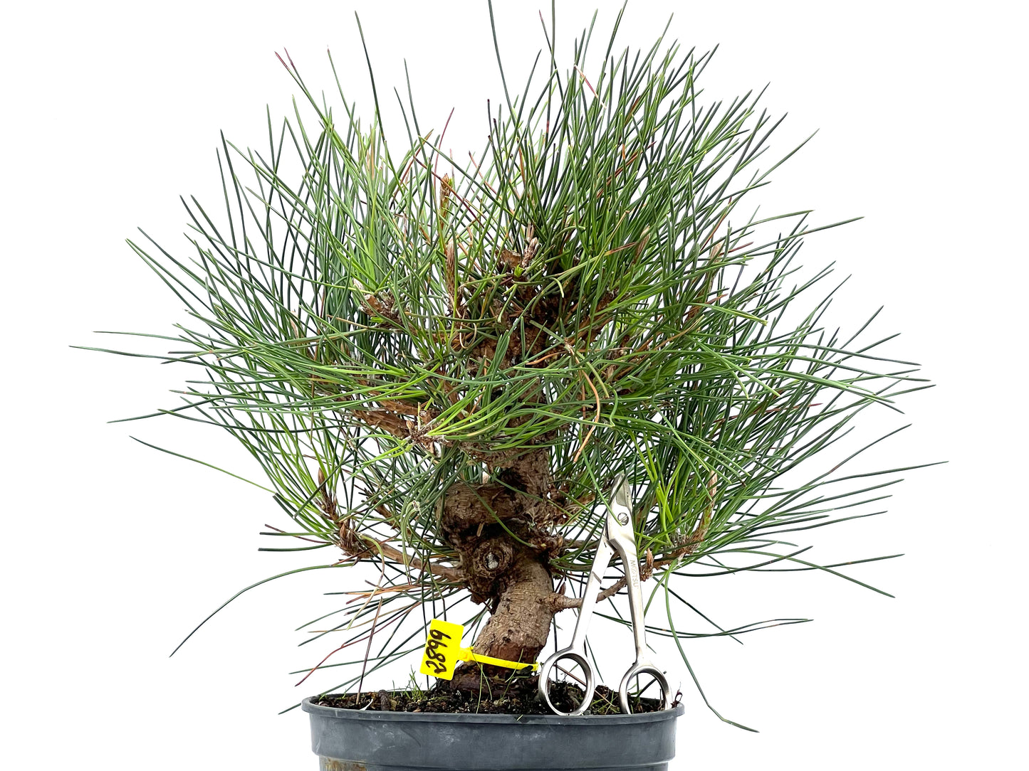 Pinus Thunbergii 2899