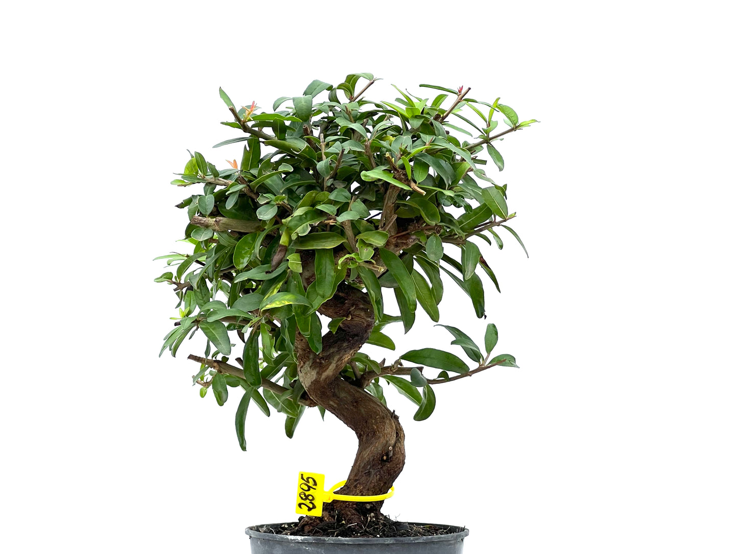 Punica Granatum Nejikan 2895